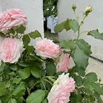 Guest house Camonogaarden B&b, Darksky And Events 3*