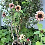 Camonogaarden B&b, Darksky And Events
