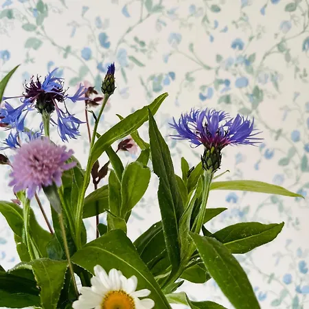 Camønogaarden Et B&b, Kursus Center Og Refugie På østmøn Gæstehus Borre