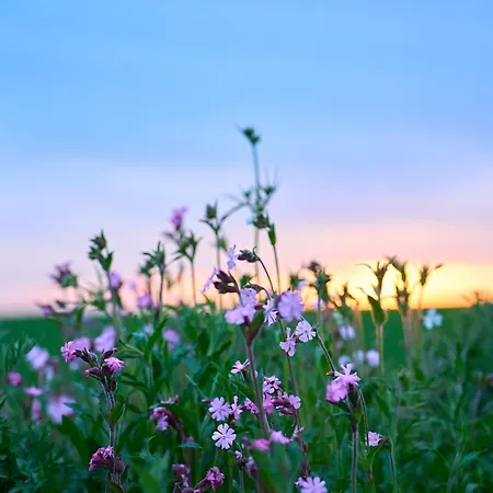 Camonogaarden B&b, Darksky And Events ゲストハウス