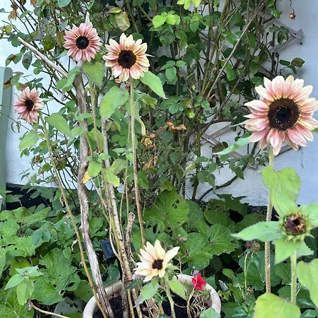 Camonogaarden B&b, Darksky And Events