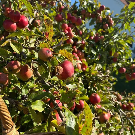 Camonogaarden B&b, Darksky And Events ゲストハウス Borre