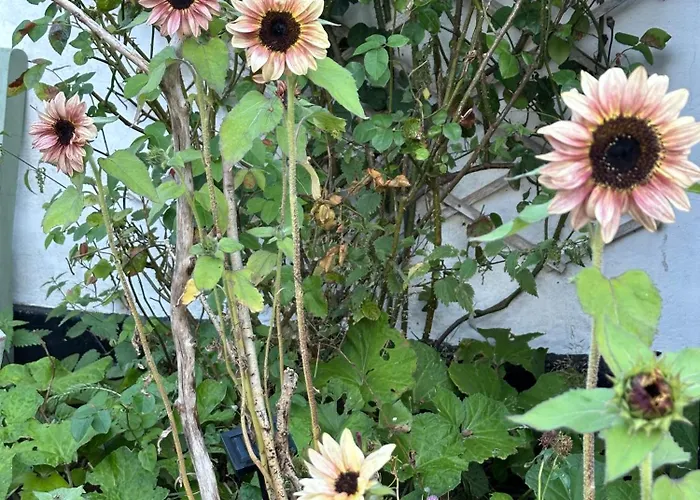 Camonogaarden B&b, Darksky And Events